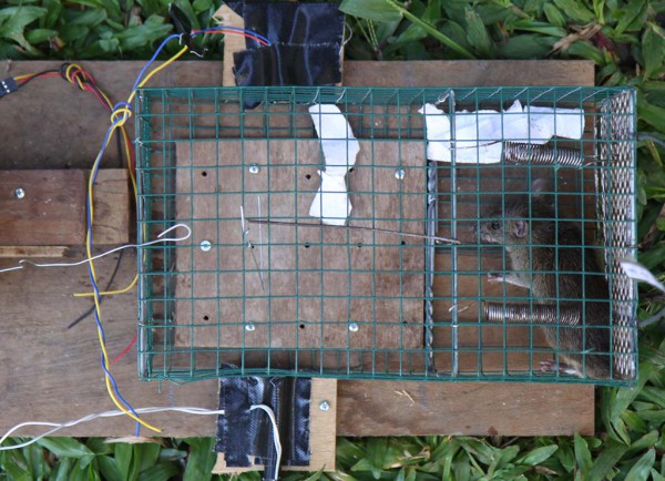 Tikus tertangkap dengan perangkap tikus elektronik