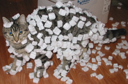 Styrofoam menempel di kucing karena listrik statis